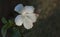 White hibiscus flowers are in full bloom with white stamens extending from the flower