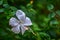 White hibiscus green leaf background