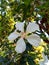 White hibiscus ornamental plant blooms perfectly