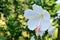 White Hibiscus rosasinensis