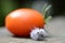 White Hickory Tussock Moth caterpillar ball with tomato