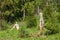 White high stumps decorated with a cross on the holy spring of St. Irinarch the Recluse in the Yaroslavl region