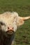 White Highland Cow looking at the camera.