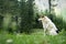 White Himalayan dog resting in the natural environment