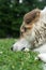 White Himalayan dog resting in the natural environment