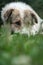 White Himalayan dog resting in the natural environment