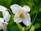 White Himalayan poppy