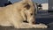 A white himalayan shepherd dog licking its feet in slow motion. India