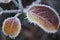 White hoarfrost beautiful winter covering of plant leaves