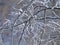 White hoarfrost on the branches of tree in january