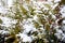 White hoarfrost crystal on green thuja background