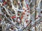 White hoarfrost crystals on red Winterberries