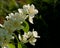 White hoary mock orange, philadelphus pubescens