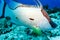 White Hogfish lachnolaimus maximus on coral reef