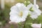 White hollyhock bloom in the garden with sunlight on blur nature background.