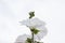 White hollyhock bloom on white cloud nature background, Is a Thai herb.