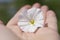 White hollyhock flower on a hand