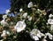White Hollyhock flowers in the garden.