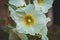 White hollyhocks, Alcea rosea, flower on the branch