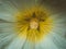 White hollyhocks in closeup, Alcea rosea, flower macro photography
