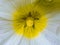 White hollyhocks in closeup, flower macro photography