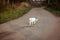 White homeless beautiful cat walking on the road, staring and squinting. A lonely stray cat is looking for a house and a owner