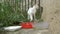 White homeless cat eating outside from a plastic container