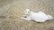 A white homeless cat lie down on concrete floor.