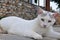 White homeless cat lying on street in Old Alonissos town