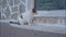 White homeless cat sitting on the street