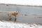 A white homeless lost dog standing on a dirty water road looking at the camera. Snow melting on the both sides of the frame