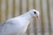 White homing pigeon