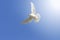 White homing pigeon among the blue sky with sunny hotspot from right