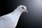 White homing pigeon portrait isolated on black and hotspot