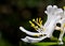 White Honeysuckle Blossom