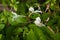 White Honeysuckle, green leaves, Lot of Sun