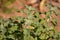 White horehound or marrubium vulgare in early autumn