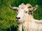 White horned goat