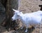 White horned goat on the farm