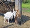 White horned goat on the farm