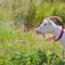 White horned goat on a meadow side view on a rope