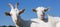 white horned goats in meadow