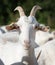 white horned goats in meadow