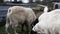 White horned goats peacefully eating grain with younger goat in the distance