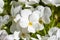 White Horned violet - Latin name - Viola cornuta