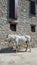 White horse against a cobble stone house