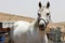White horse in Alpaca farm. Israel 2017
