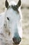 White Horse Animal portrait