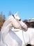 White horse Arab