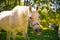 A white horse with a beautiful long mane looks brazenly into the frame.